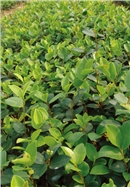 优良无性系油茶苗